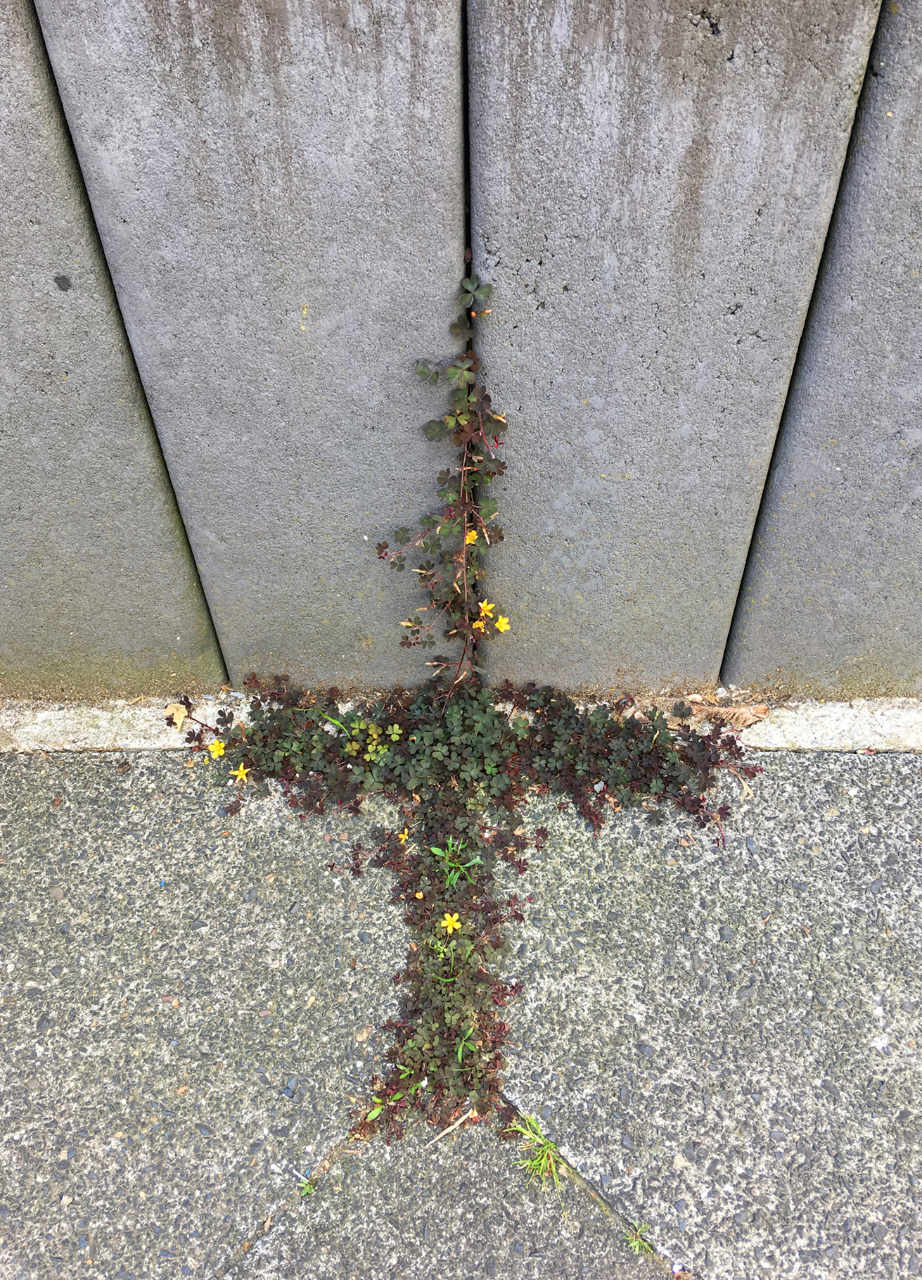 Rosa-Fehr-von-Ilten-Hope